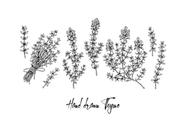 Elle çizilmiş kekik dalları ve beyaza izole edilmiş vektör çizimleri. Eskiz tarzında botanik bitkisi. Thymus vulgaris.