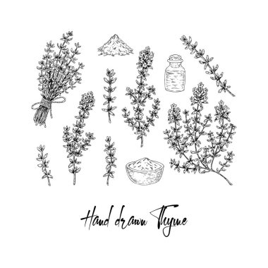 Kekik dalları, kurutulmuş baharatlar. Vektör illüstrasyonu beyaza izole edildi. Eskiz tarzında botanik bitkisi. Thymus vulgaris.
