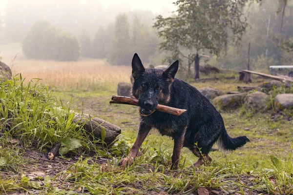 Onun ağzına bir sopayla çoban