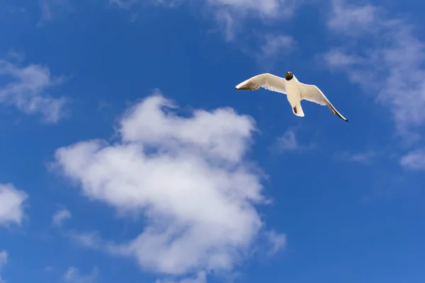 One White Seagull Flight Sky — Stock Photo, Image