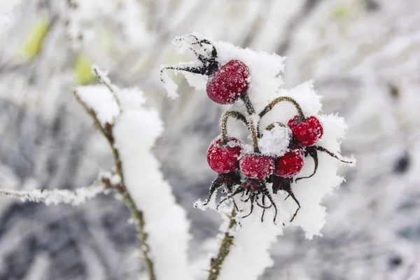 kar altında yabani gül demet. portre
