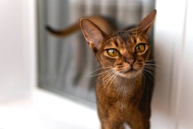 Birmanya kedisinin gözleri. Bulanık pencere arkaplanındaki kedi yavrusu. Seçici odaklanma. Yakın çekim