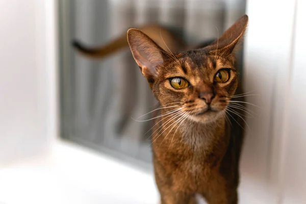 Birmanya kedisinin gözleri. Bulanık pencere arkaplanındaki kedi yavrusu. Seçici odaklanma. Yakın çekim