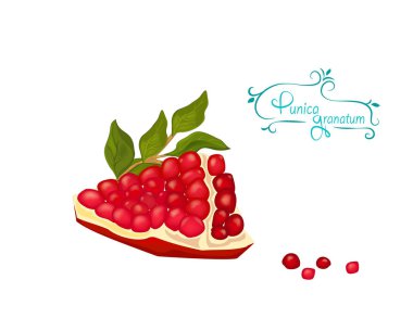 Nar, malogranatum, Punica granatum