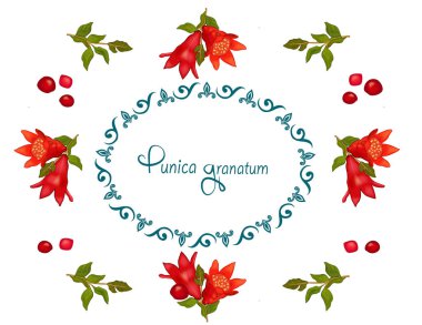 Kırmızı çiçek, çiçekli nar