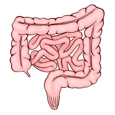 Human intestines. Isolated vector illustration on a white background. clipart