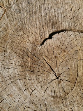 Ağacın çapraz kesimi. Kol dokusu. Daireler, çatlaklar ve yıllık halkalar. Güzel doğal arkaplan.