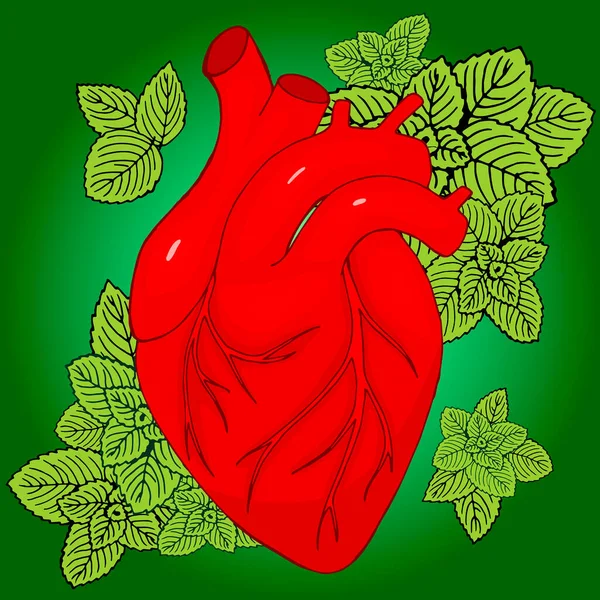 Coração humano em um fundo de folhas de hortelã verde. Tratamento de doenças cardíacas com ervas medicinais. Cartão de dia dos namorados. — Vetor de Stock