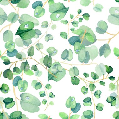 Süsleme için okaliptüs suluboya botanik çizimi