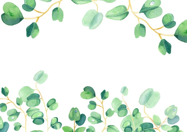 Eukaliptusowa akwarela botaniczna ilustracja do dekoracji — Zdjęcie stockowe