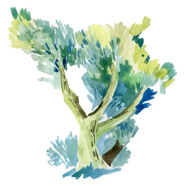 Drzewo oliwne akwarela izolowane stylizowane — Zdjęcie stockowe