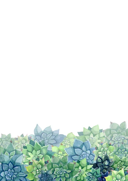 Succulent akwarela botaniczna ilustracja elementów dekoracyjnych — Zdjęcie stockowe