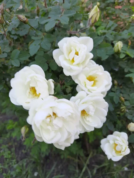 Vita stora blommor av vilda rosor — Stockfoto