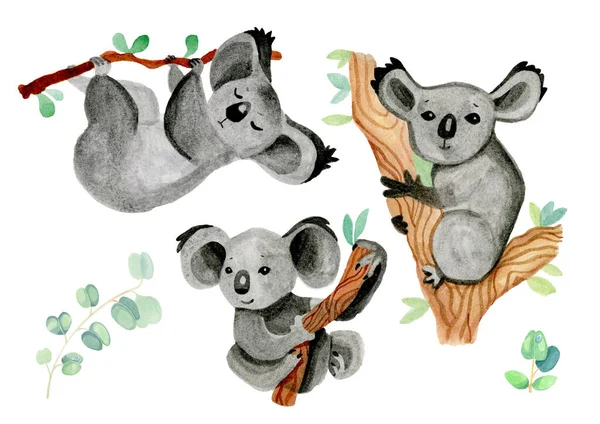 Koala 's en eucalyptus aquarel leuke illustraties — Stockfoto