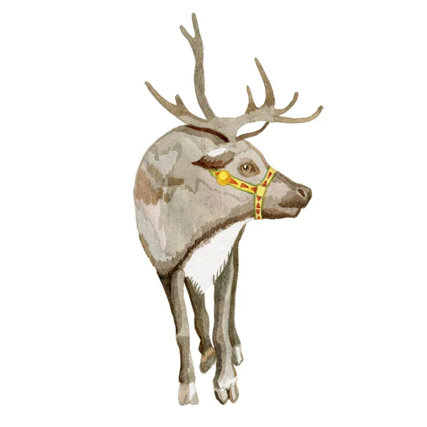 Santas reindeer realistic watercolor insulated hand-drawn — Stock Photo, Image