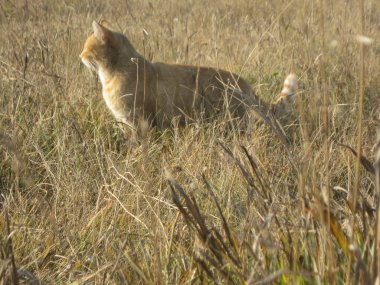 Kuru sarı çimenler ve kediler