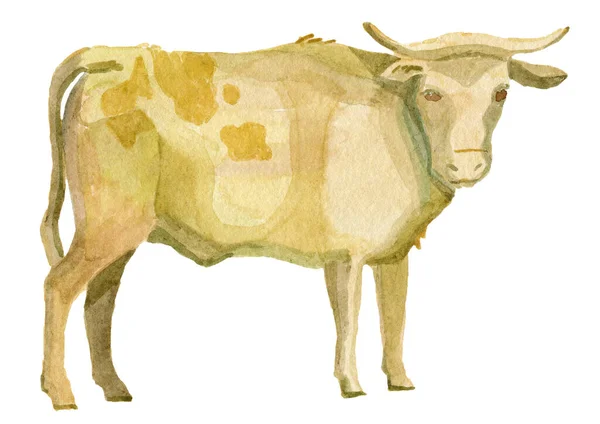 Vache taureau réaliste veau aquarelle illustration à la main — Photo