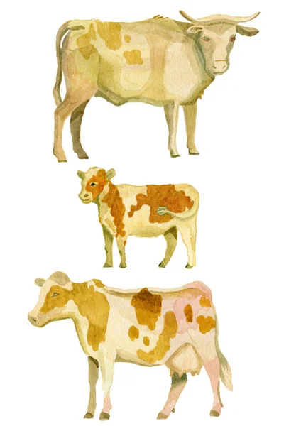 Vache aquarelle isolée illustration à la main — Photo