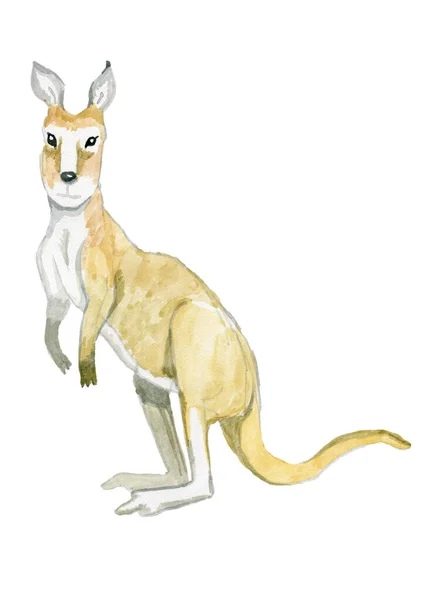 Niedliche Aquarell Känguru Tiere Symbol Australien — Stockfoto