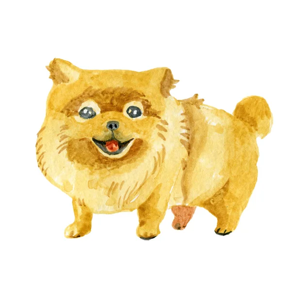 Mignon animal aquarelle illustration Spitz — Photo