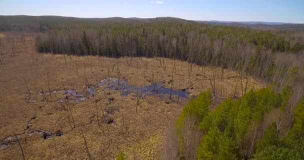 Pântano cercado por floresta . — Vídeo de Stock