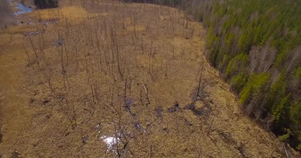 Marais entouré par la forêt .