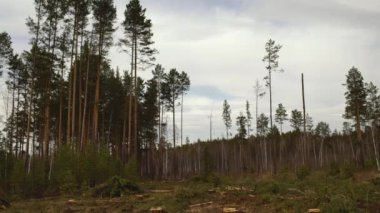 Boyutlanmış ağaç düşüyor. Orman kesme.