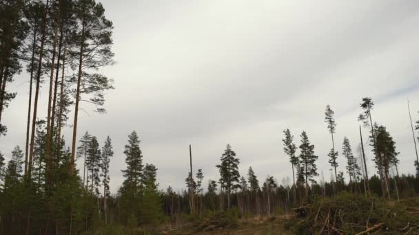 鋸で挽かれた木が倒れます。伐採. — ストック動画