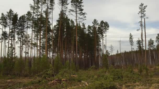 El árbol cortado cae. Cortes forestales . — Vídeos de Stock