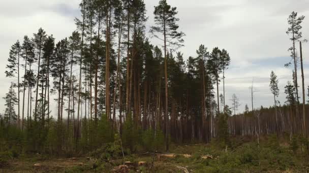 Savet træ falder. Skovhugst . – Stock-video
