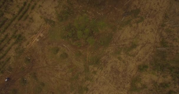 Umgesägter Baum stürzt um. Waldrodung. — Stockvideo