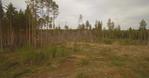 Sawn tree falls. Forest cutting. — Stock Video