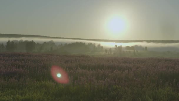 Champ de fleurs lilas — Video