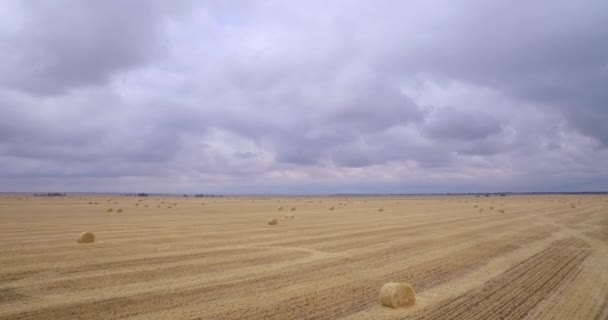 Огромное поле скошенной травы — стоковое видео