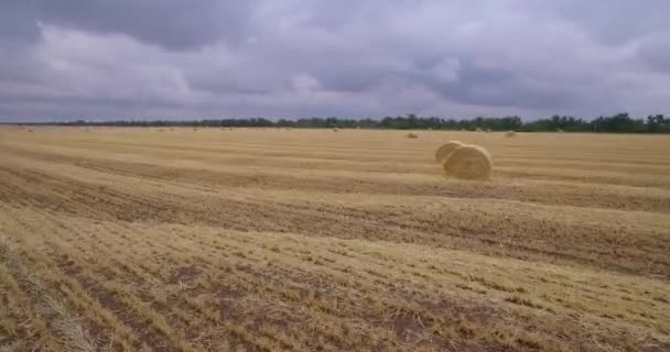 A huge field of mowed grass — Stock Video