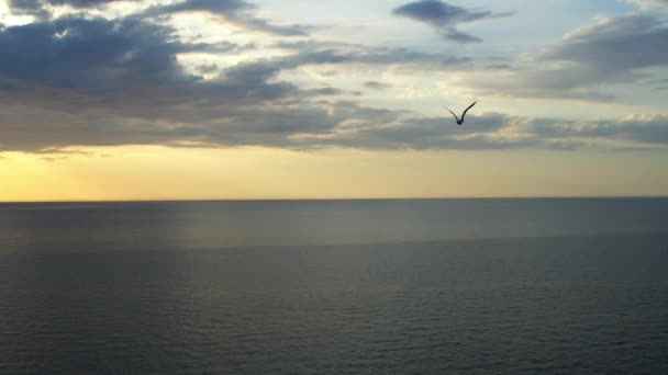 Un pájaro vuela sobre el mar — Vídeos de Stock