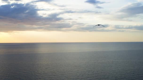 Un pájaro vuela sobre el mar — Vídeos de Stock