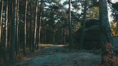 Sonbahar ormanlarında yol