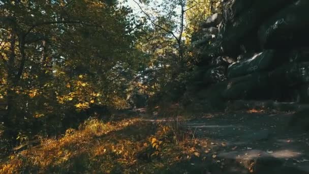 Caminho na floresta de outono — Vídeo de Stock