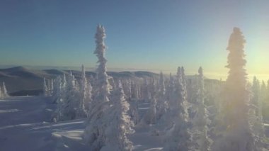 Cip karda ağaçlarda