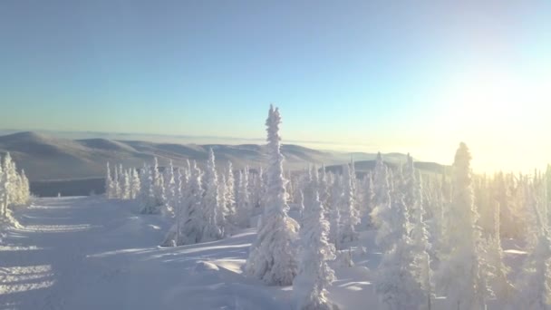 Bäume im Schnee am Berghang — Stockvideo
