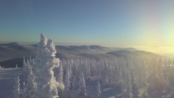 Árboles en la nieve en la ladera de la montaña — Vídeos de Stock