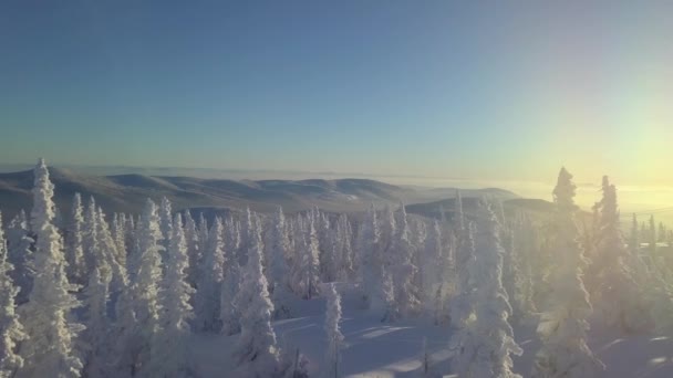 Дерева в снігу на узбережжі гори — стокове відео