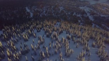 Cip karda ağaçlarda