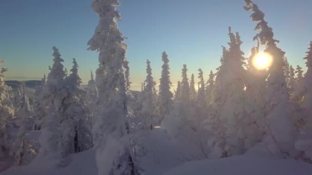 Bäume Schnee Berghang Bei Sonnenuntergang — Stockvideo