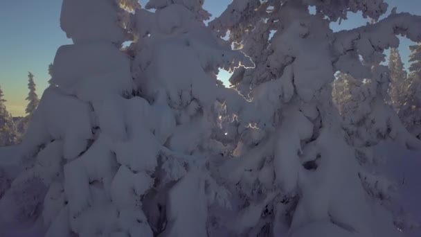 Árboles en la nieve en la ladera de la montaña — Vídeos de Stock