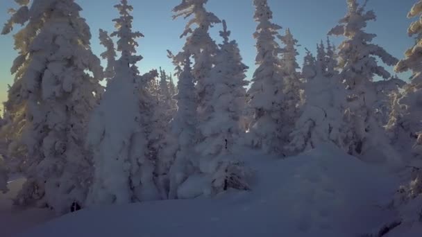 山腰雪中的树木 — 图库视频影像