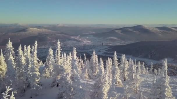Träd i snö på bergssidan — Stockvideo