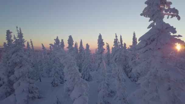 Bäume im Schnee am Berghang — Stockvideo