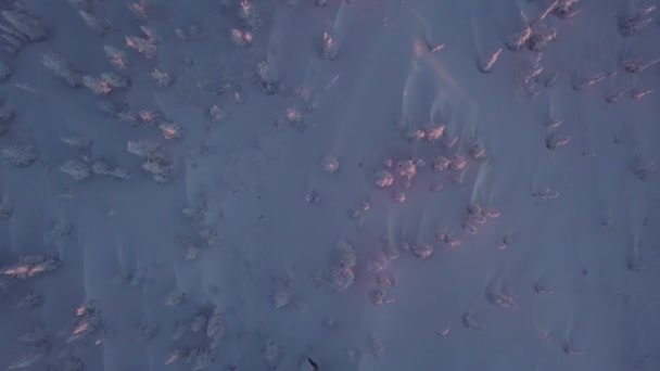 Drzewa w śniegu na zboczu góry — Wideo stockowe